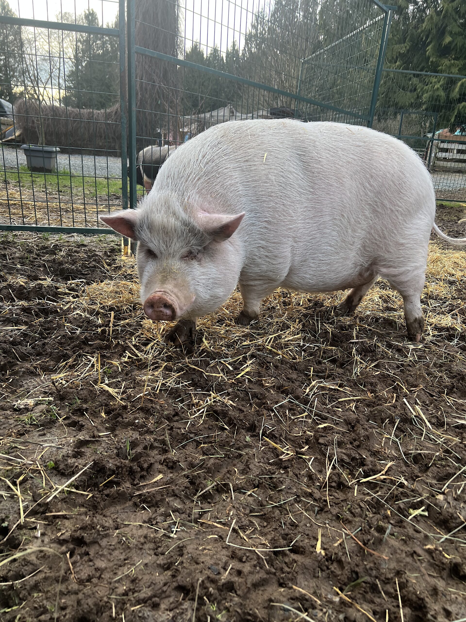 Wilbur the Blind Pot Bellied Pig