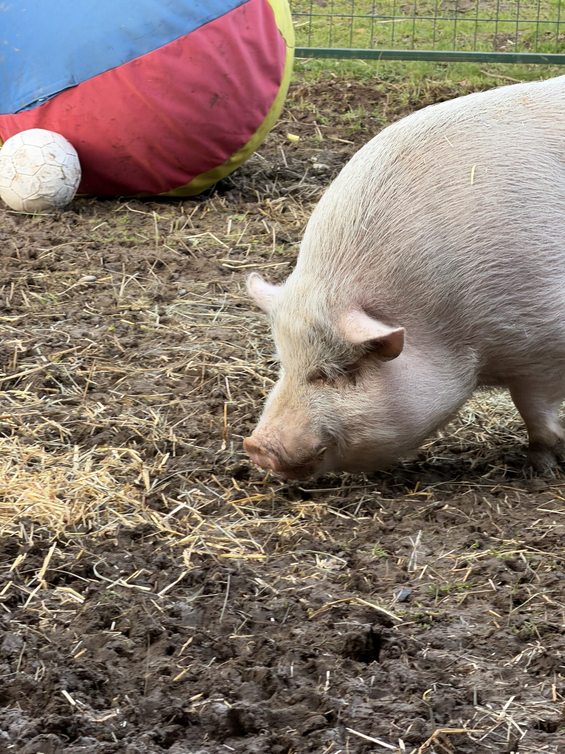 Wilbur the Blind Pot Bellied Pig