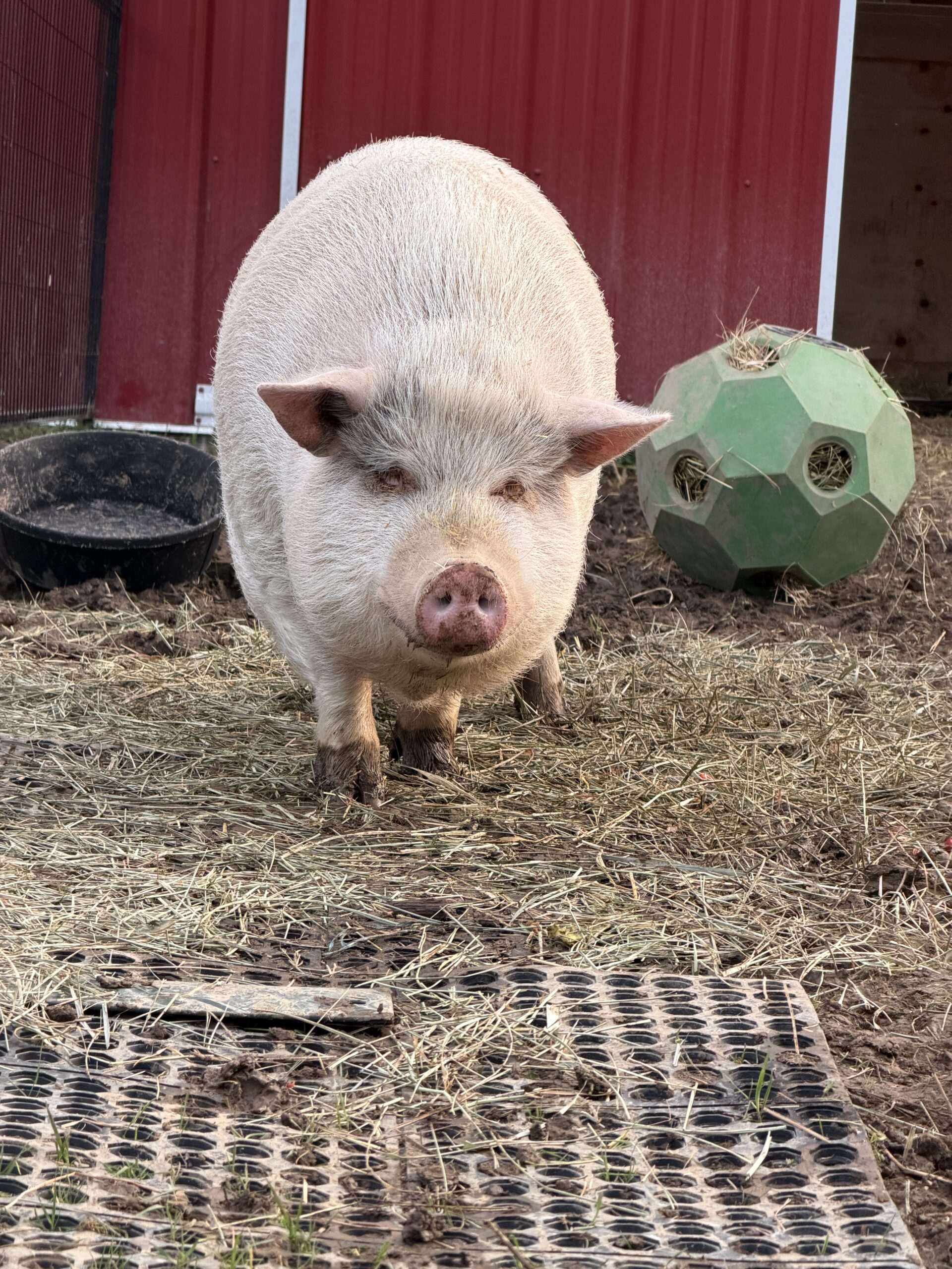 Wilbur the Blind Pot Bellied Pig