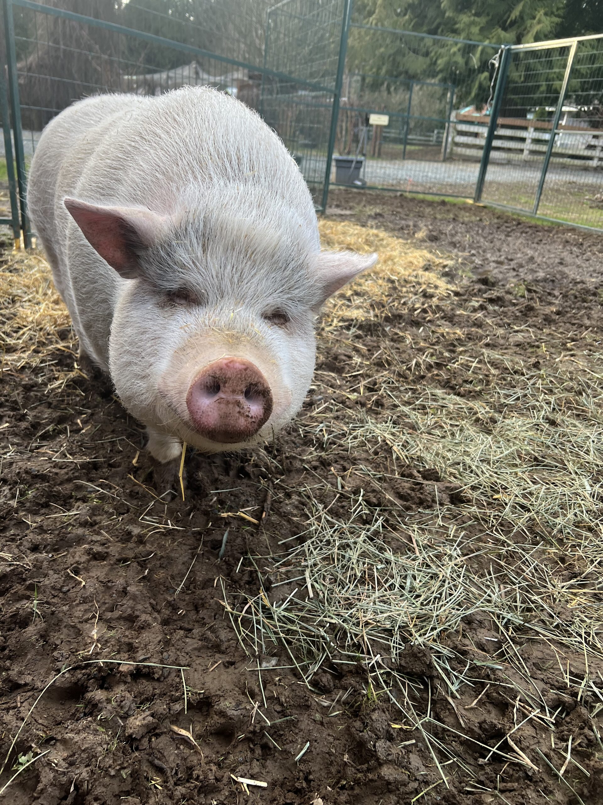 Wilbur the Blind Pot Bellied Pig